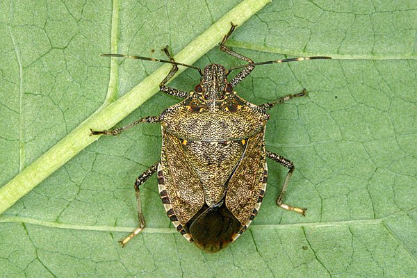 adult_brown_marmorated_stink_bug_rutgers_university